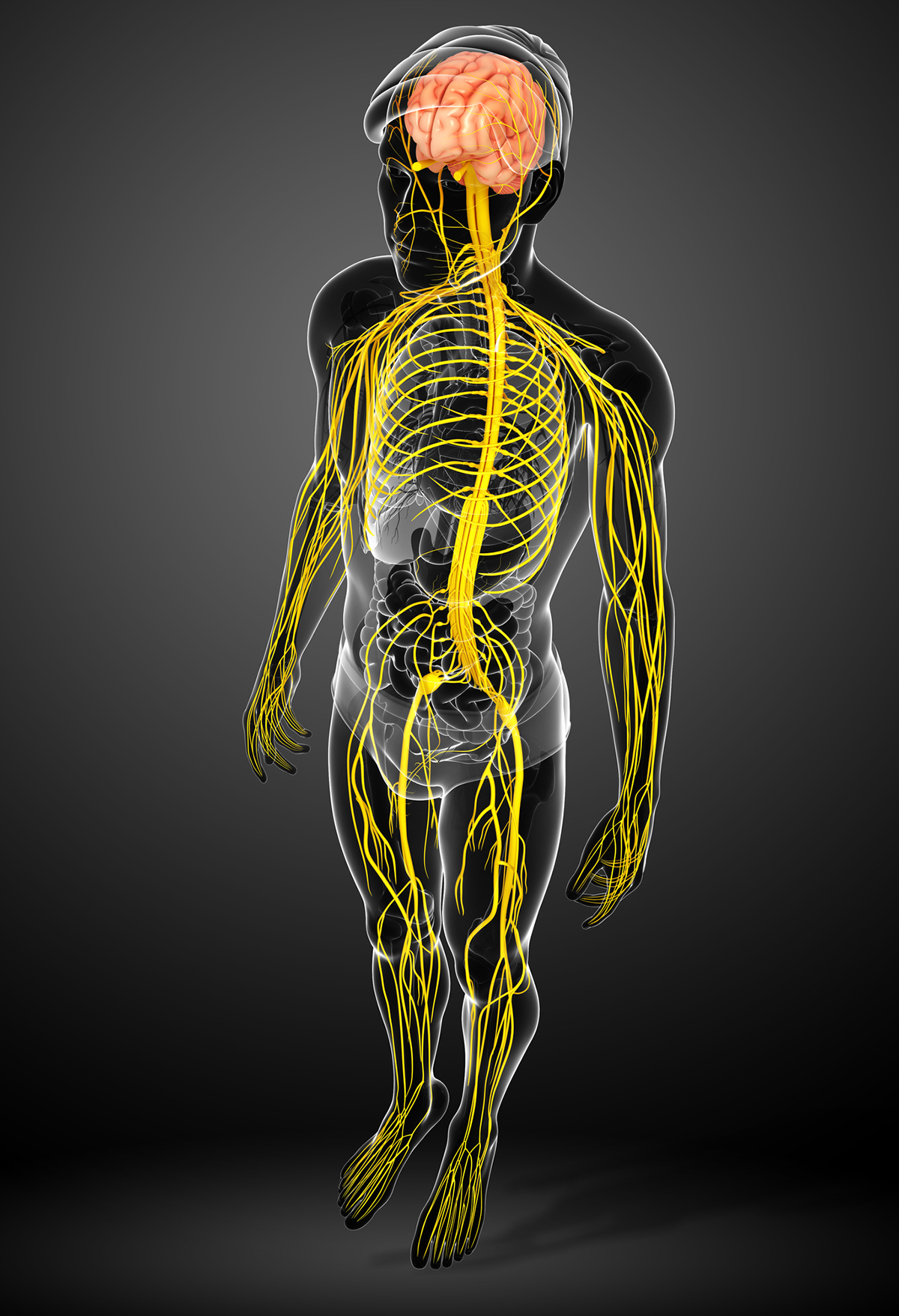 Peripheral nerve system