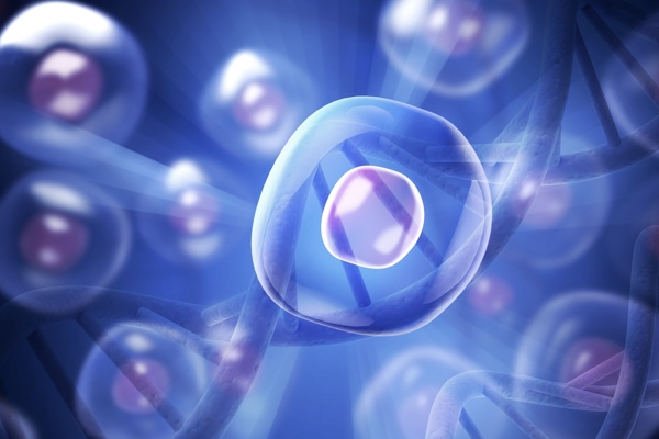 Stem Cells