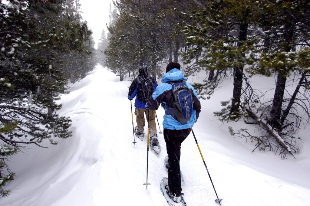 Snowshoe