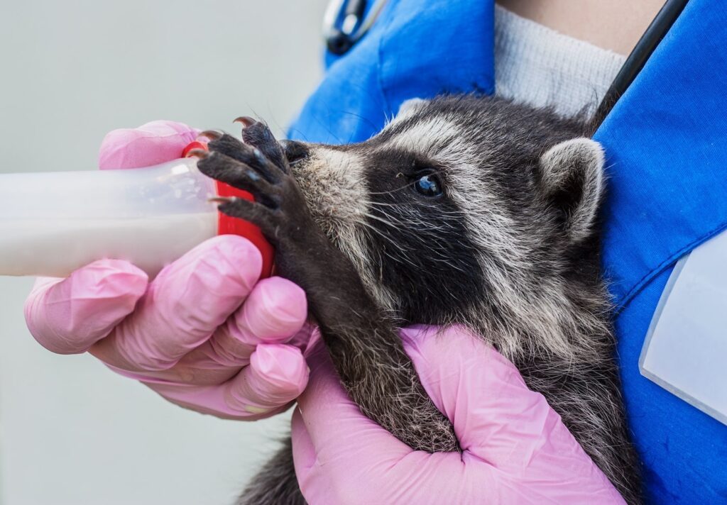 Raccoon