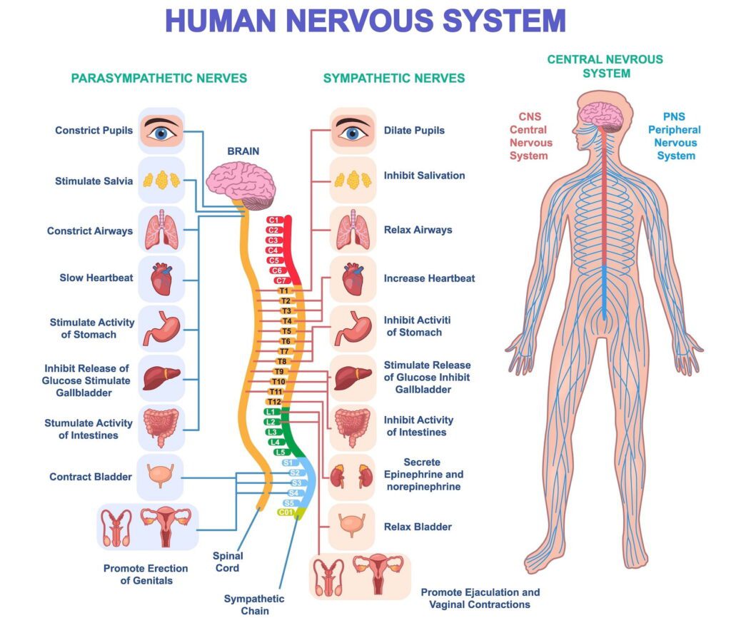 Human Nervous System